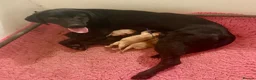 Labrador Retriever dogs for sale: 🧡 Barclay 🧡 Handsome FR Boy 🧡 READY NOW 🧡 - Advert 19