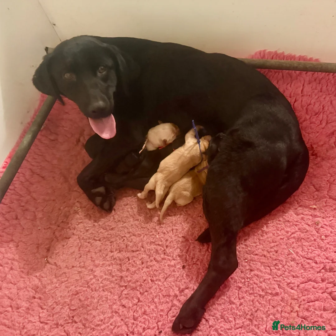 Labrador Retriever dogs for sale: 🧡 Barclay 🧡 Handsome FR Boy 🧡 READY NOW 🧡 - Advert 19