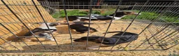 Jack Russell dogs for sale: Jack russells  - Advert 3