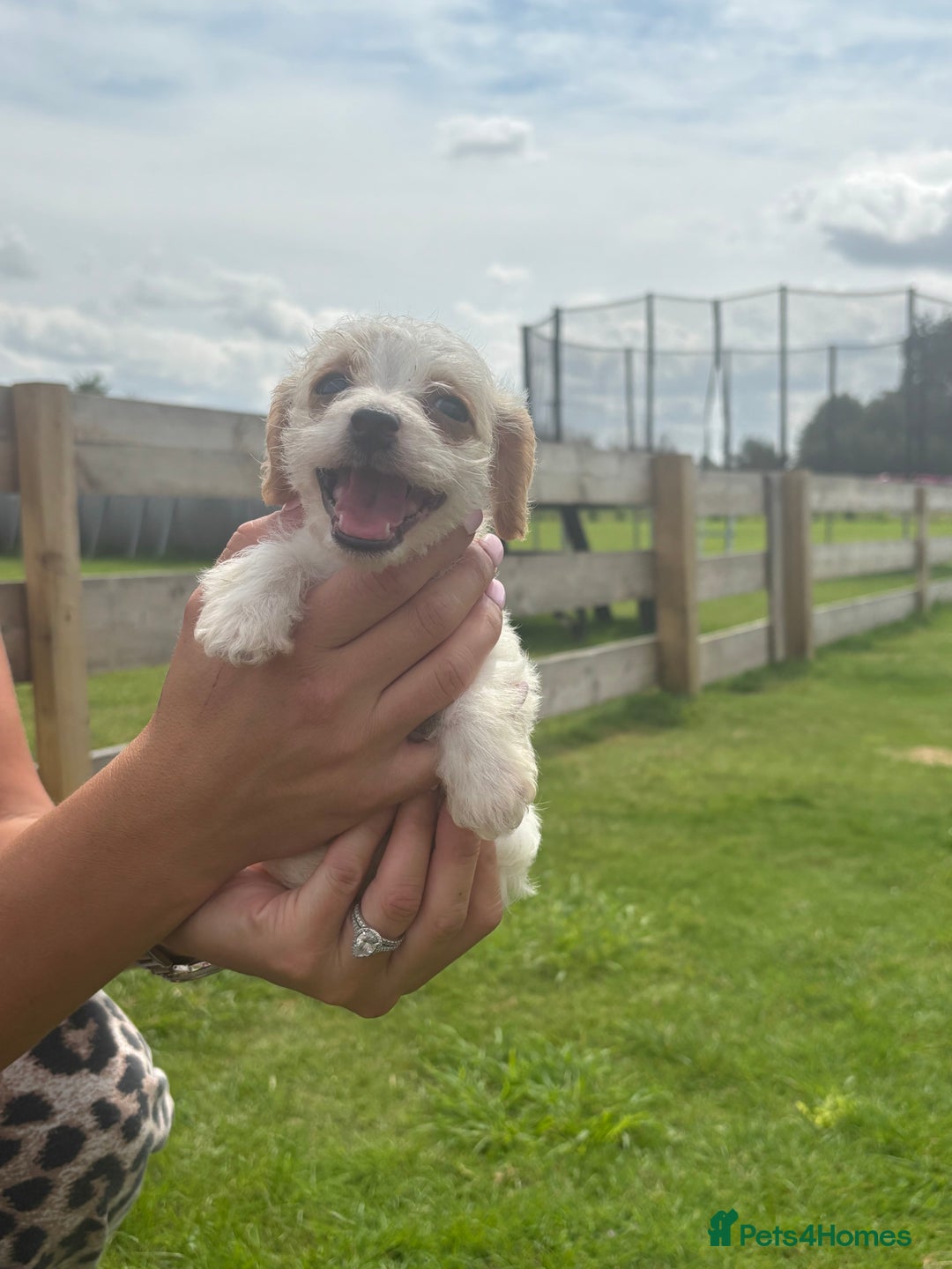Jack Russell dogs for sale: Jack Russell puppy’s🩷💙 - Image 7
