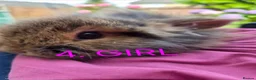 Mini Lop rabbits for sale: Adorable baby mini lop/ lion lop rabbits for sale - Advert 11