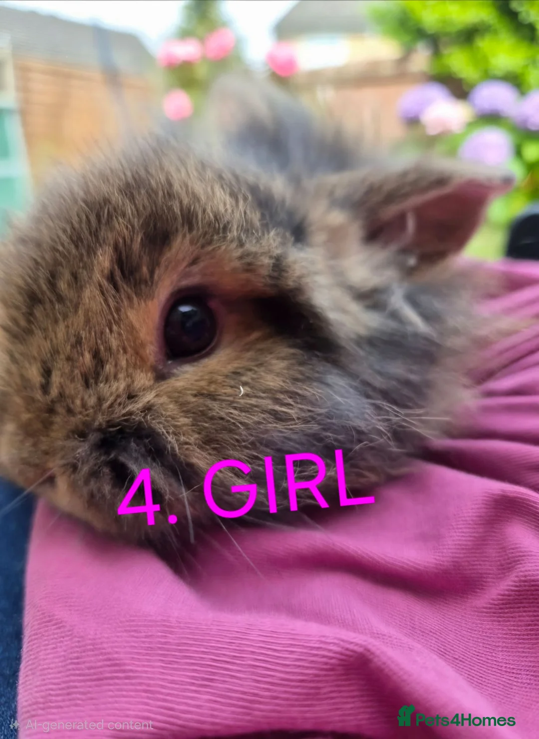 Mini Lop rabbits for sale: Adorable baby mini lop/ lion lop rabbits for sale - Advert 11