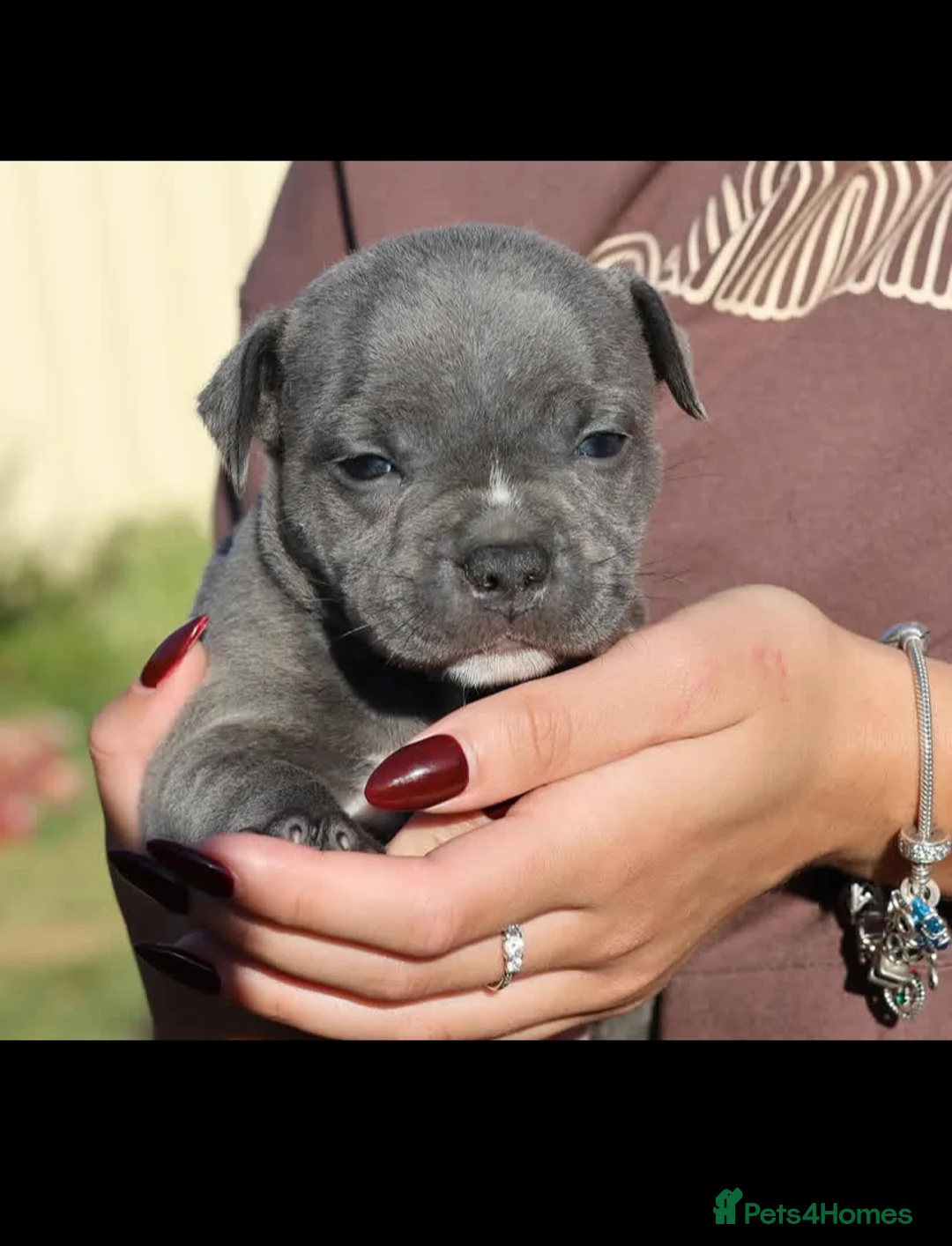 Staffordshire Bull Terrier dogs for sale: %Solid Pure Staffy Puppies Available  in Birmingham - Advert 14