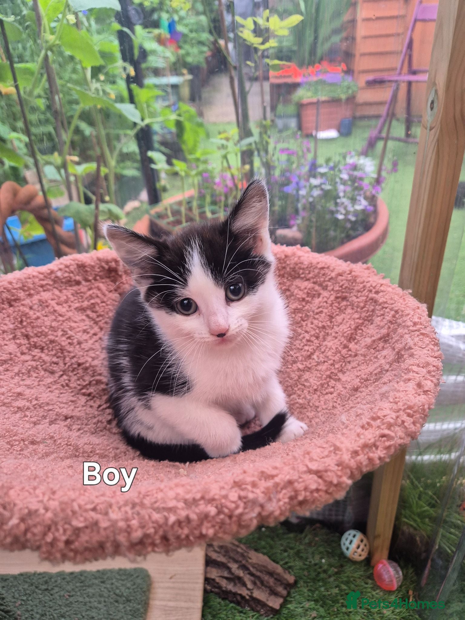 Mixed Breed cats Lovely kitten looking for new home  - Advert 1