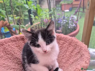 Mixed Breed cats Lovely kitten looking for new home - Advert 11