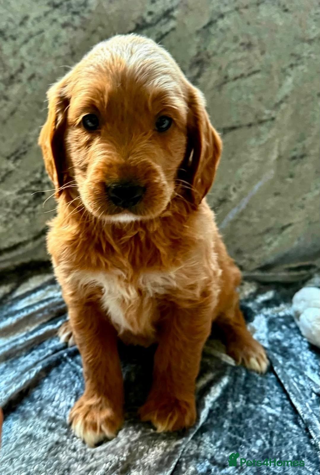 Goldendoodle dogs BEAUTIFUL MULTIGEN AUSTRALIAN GOLDENDOODLE PUPPIES - Advert 3