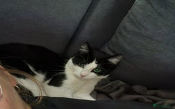 Mixed Breed cats for sale: Two amazing cats for adoption/sale - Image 3