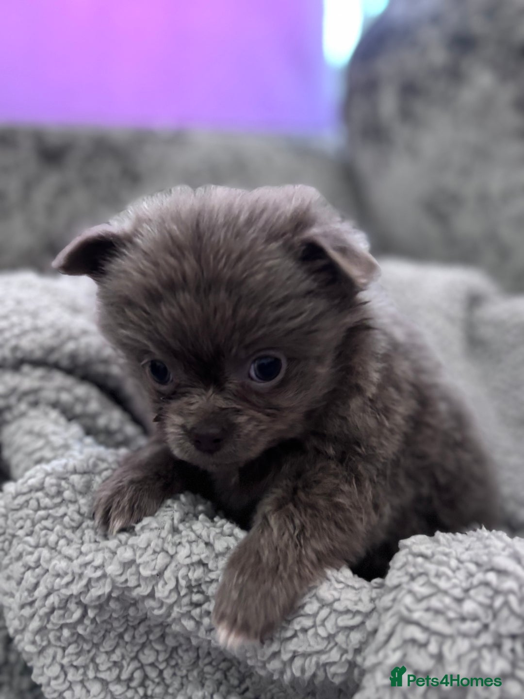 Chihuahua dogs for sale: KCREG Long/Shorthair chihuahua Champ/russian Lines - Advert 8