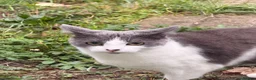 Domestic Shorthair cats for sale: Silver 1 year old in London - Advert 4