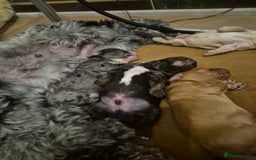 Cockapoo dogs for sale: Loving forever homes wanted. Perfect Cockapoo's.   - Image 4