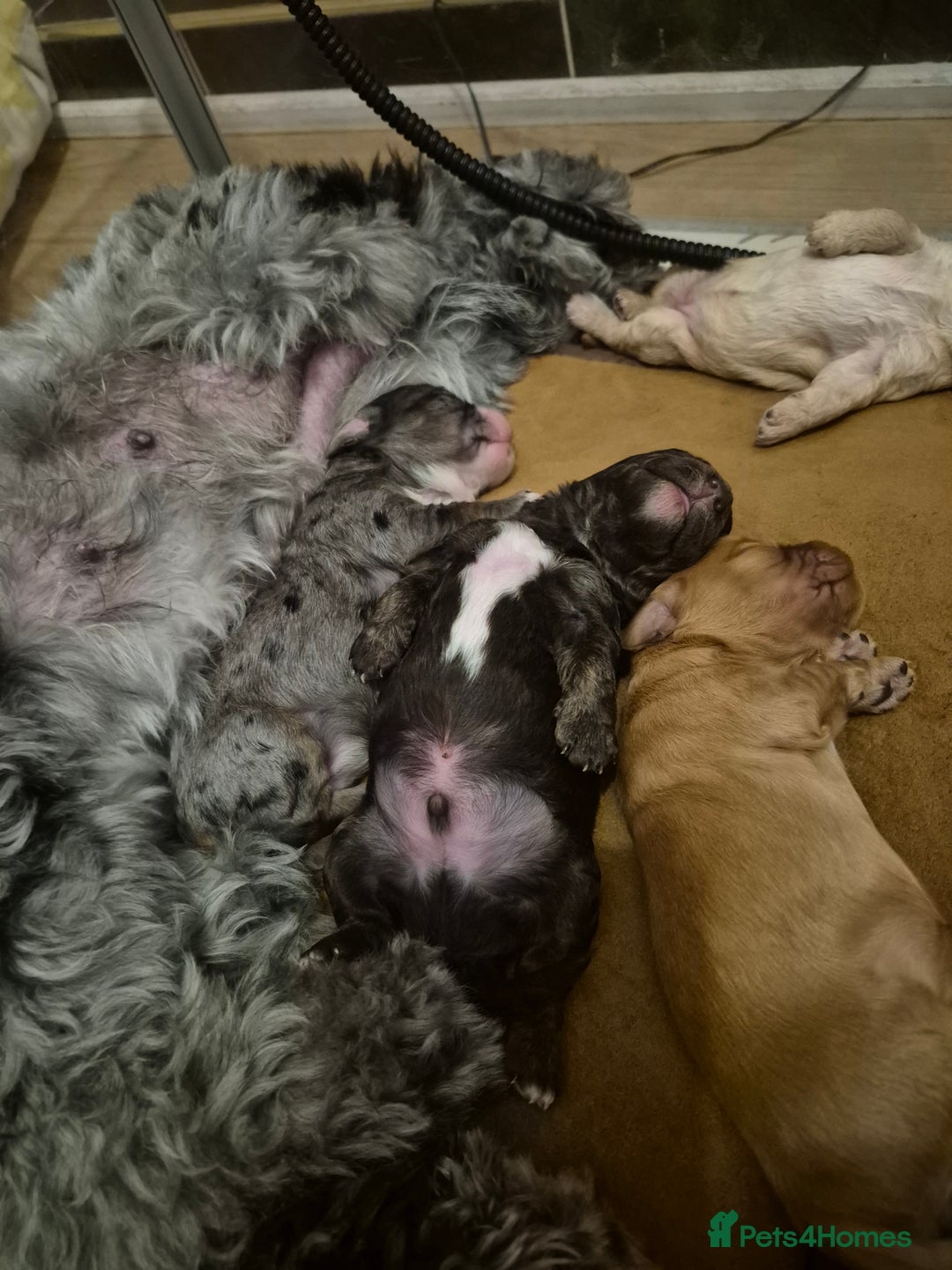 Cockapoo dogs for sale: Loving forever homes wanted. Perfect Cockapoo's.   - Image 4