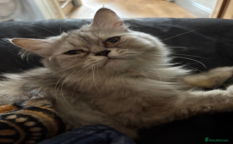 Persian cats Persians kittens  - Advert 10