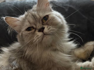 Persian cats Persians kittens - Advert 9