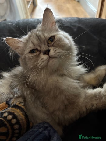 Persian cats Persians kittens - Advert 10