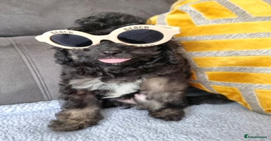 Cockapoo dogs - Advert 5