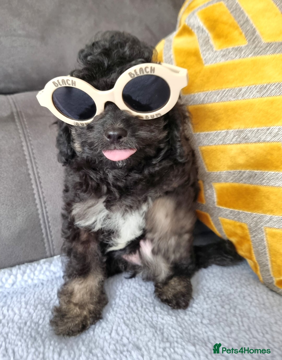 Cockapoo dogs for sale: Fully Vaccinated, Adorable small Cockapoo puppies - Image 8