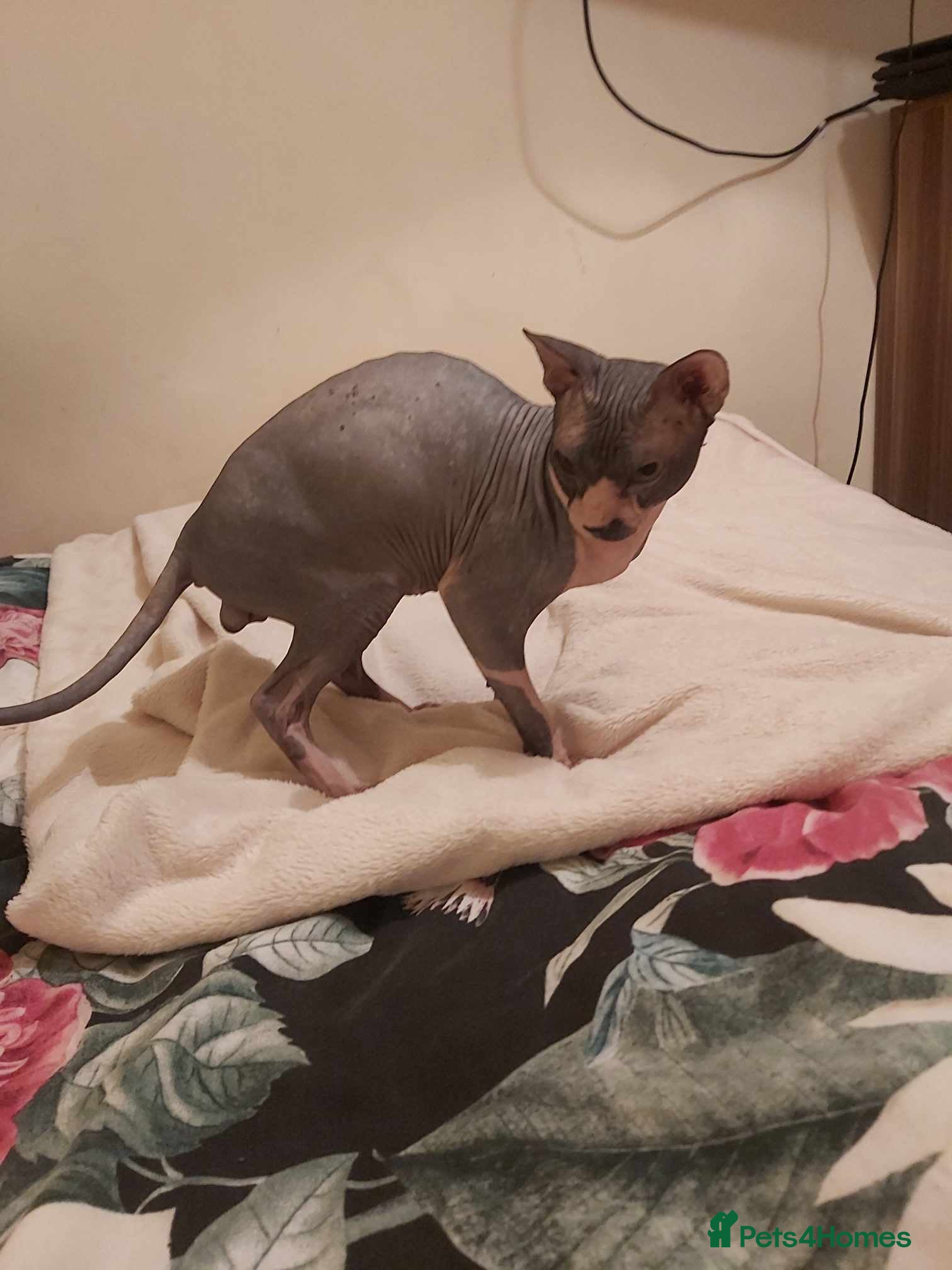 Sphynx cats Blue Canadian Sphynx for stud in Wolverhampton - Advert 2