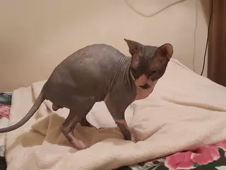 Sphynx cats Blue Canadian Sphynx for stud in Wolverhampton - Advert 3