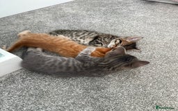 Maine Coon cats for sale: Grey Ragdoll / Mainecoon kitten - Image 8
