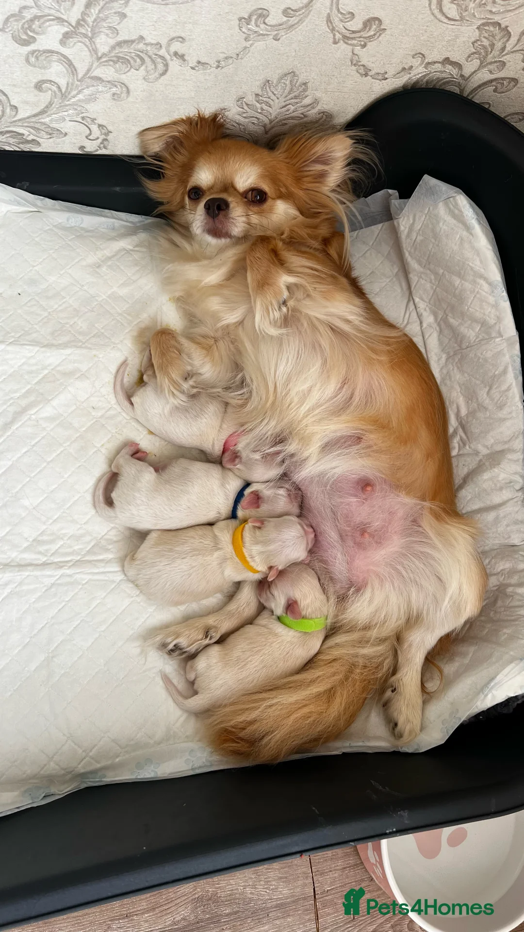 Chihuahua dogs for sale:  Long Coat Chihuahua Puppies - Advert 3