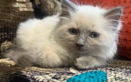 Ragdoll cats for sale: Peaceful cuddled Rag dolls for sale - Image 6