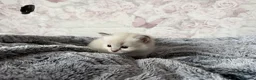 Ragdoll cats for sale: 🌟RAGDOLL KITTENS 🌟 - Advert 7