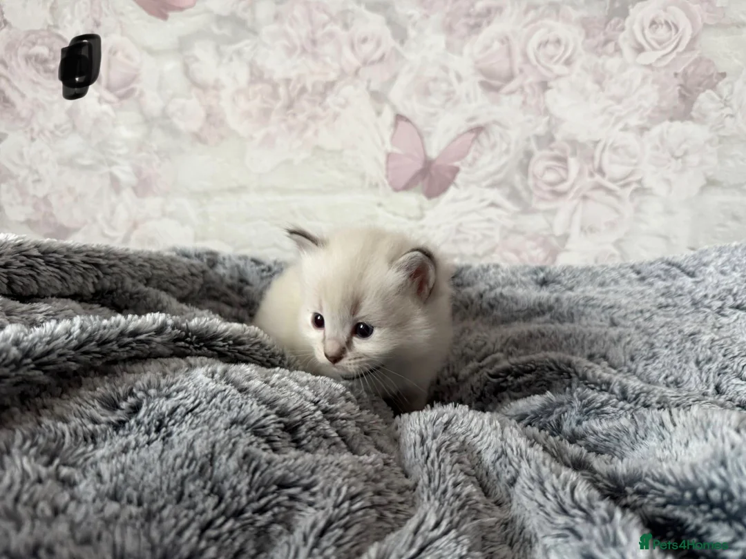 Ragdoll cats for sale: 🌟RAGDOLL KITTENS 🌟 - Advert 7