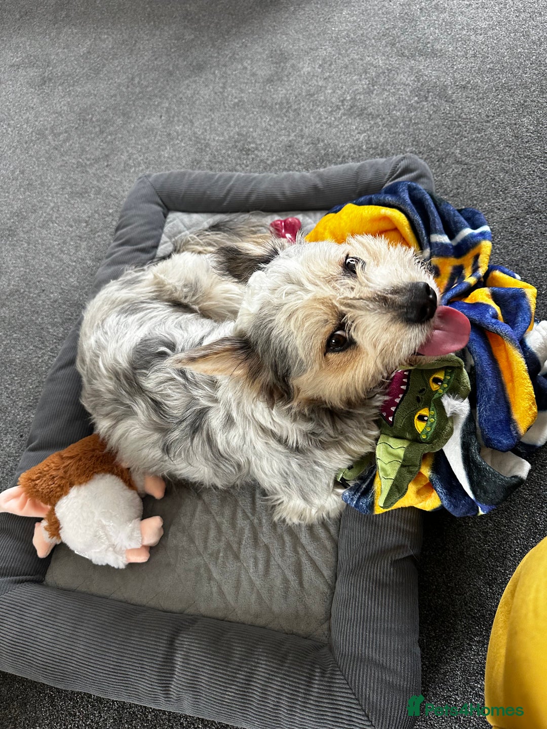 Mixed Breed dogs for sale: Froodle Boy  - Image 5