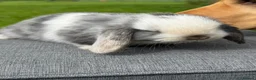 Mini Lop rabbits for sale: Beautiful mini lops in Northallerton - Advert 15