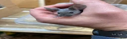 Mouse rodents for sale: Male and Female Fancy Mice  - Advert 5