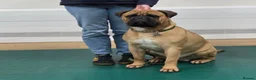 Bullmastiff dogs for sale:  Bullmastiff puppies available for loving homes in Taunton - Advert 7