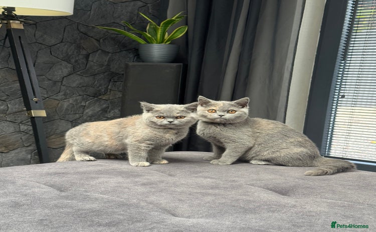 British Shorthair cats - Advert 10