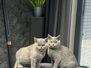 British Shorthair cats - Advert 30
