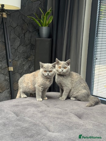 British Shorthair cats - Advert 12