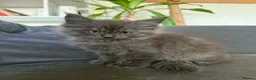 Maine Coon cats for sale: Beautiful Mainecoon kittens  - Advert 6