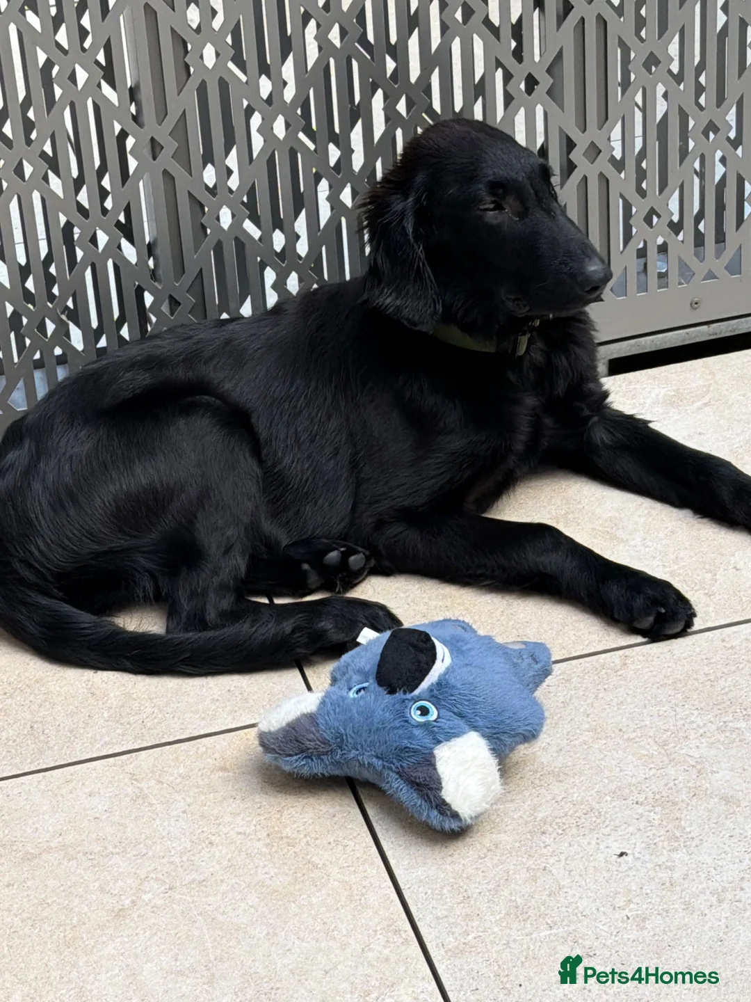 Flat coated Retriever dogs for sale: Flat Coated Retriever in London - Advert 1