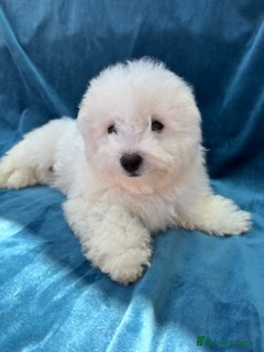 Bichon Frise Pomeranian Mix Puppies For Sale Bichon Frise Puppies