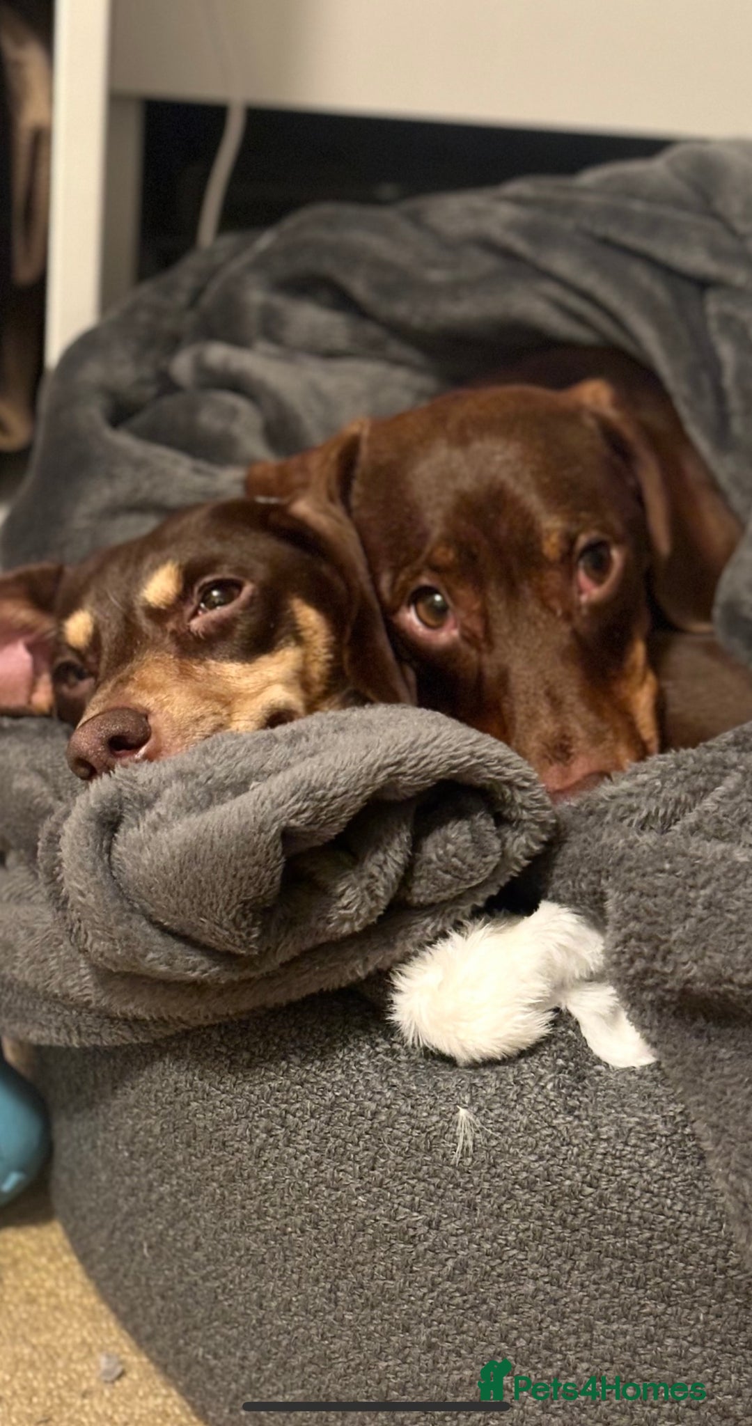 Dachshund dogs for sale: Rolo and Roxy are 3 years old and need a new home - Advert 1