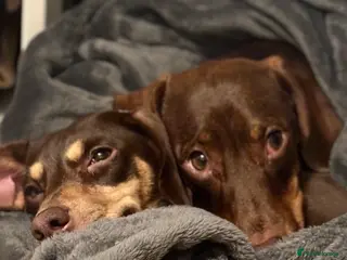 Dachshund dogs Rolo and Roxy are 3 years old and need a new home - Advert 18