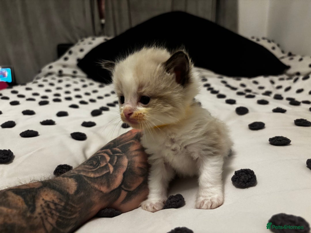 Ragdoll cats for sale: Ragdoll kittens  - Image 10