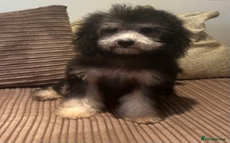 Cavapoo dogs for sale: DNA tested Cavapoo's, licensed breeder  in Battle - Image 2