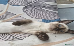 Snowshoe cats for sale:  pedigree Tica reg  snowshoes ready now - Image 7