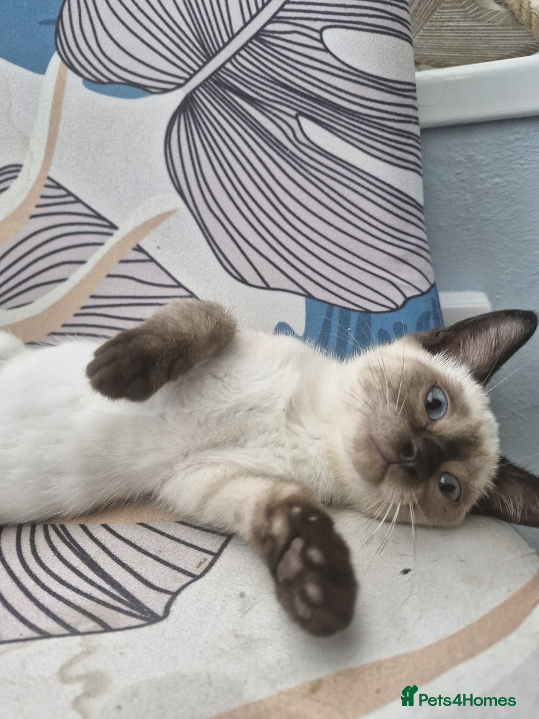 Snowshoe cats for sale:  pedigree Tica reg  snowshoes ready now - Image 7
