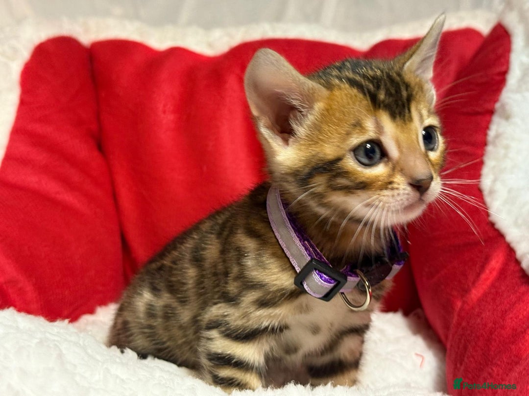 Bengal cats for sale: Bonnies Bengals  - Advert 11