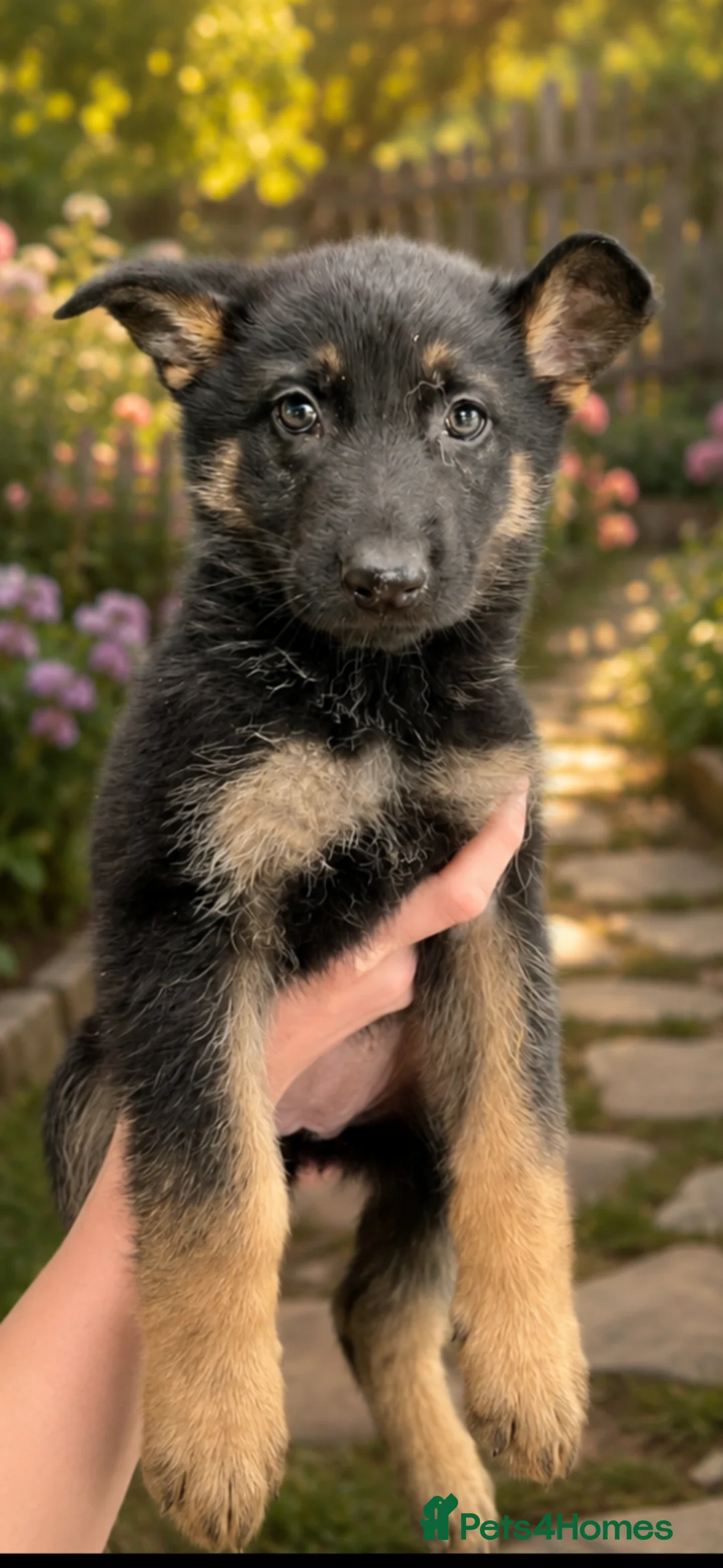 German Shepherd dogs for sale: Shawhead Shepherds  - Advert 2