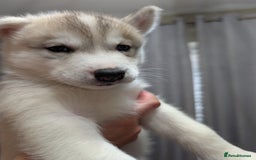 Siberian Husky dogs for sale: Stunning Siberian husky puppies - Image 15