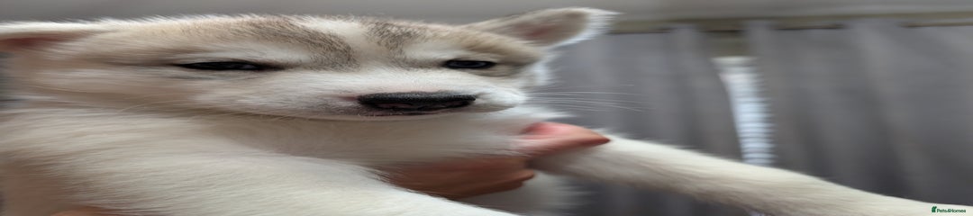 Siberian Husky Puppy 5