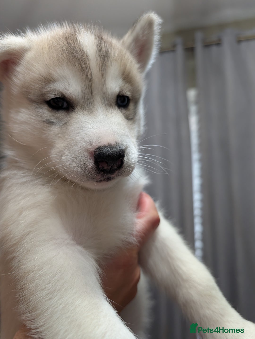Siberian Husky dogs for sale: Stunning Siberian husky puppies - Image 15