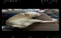 French Bulldog dogs for sale: Sad sale  - Image 3