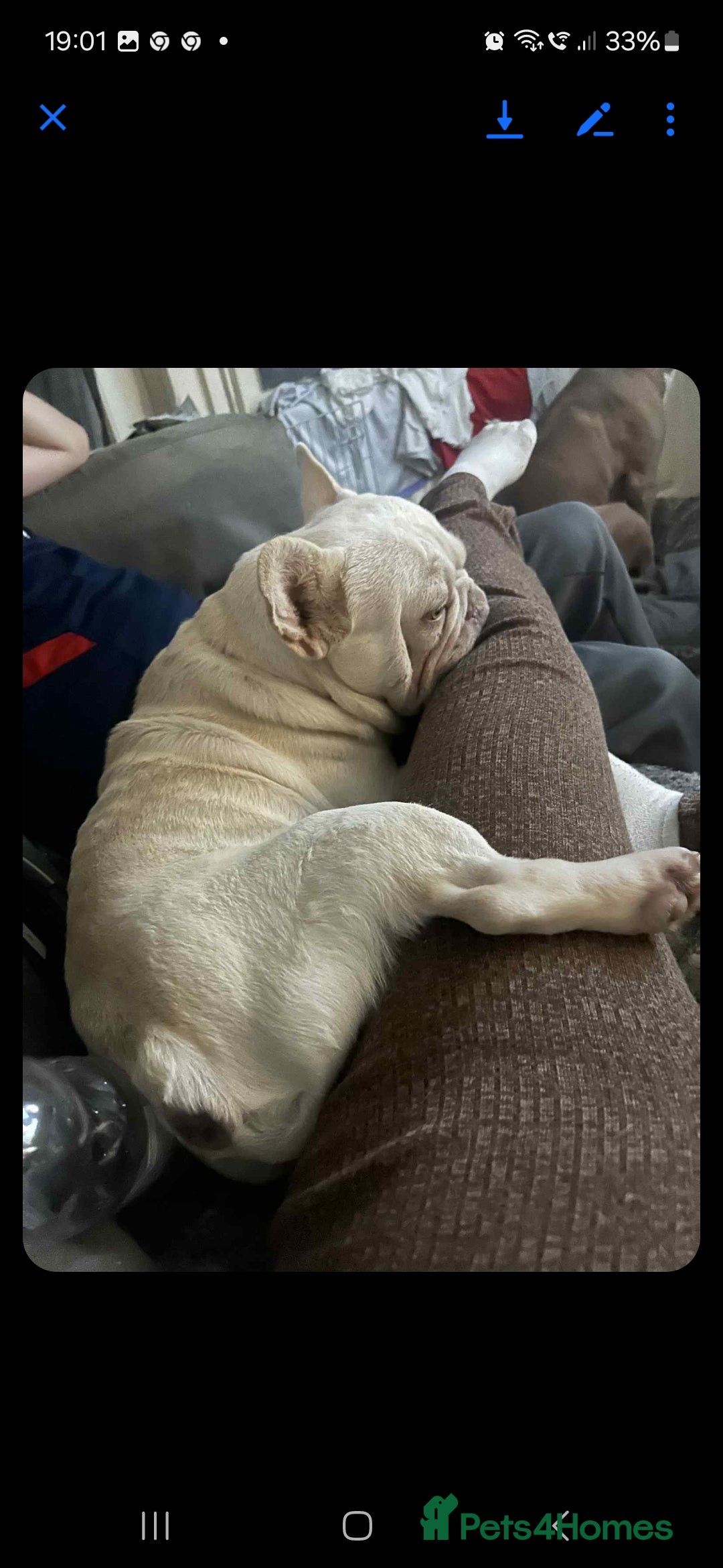 French Bulldog dogs for sale: Sad sale  - Image 3